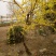 玉兰树4~6cm