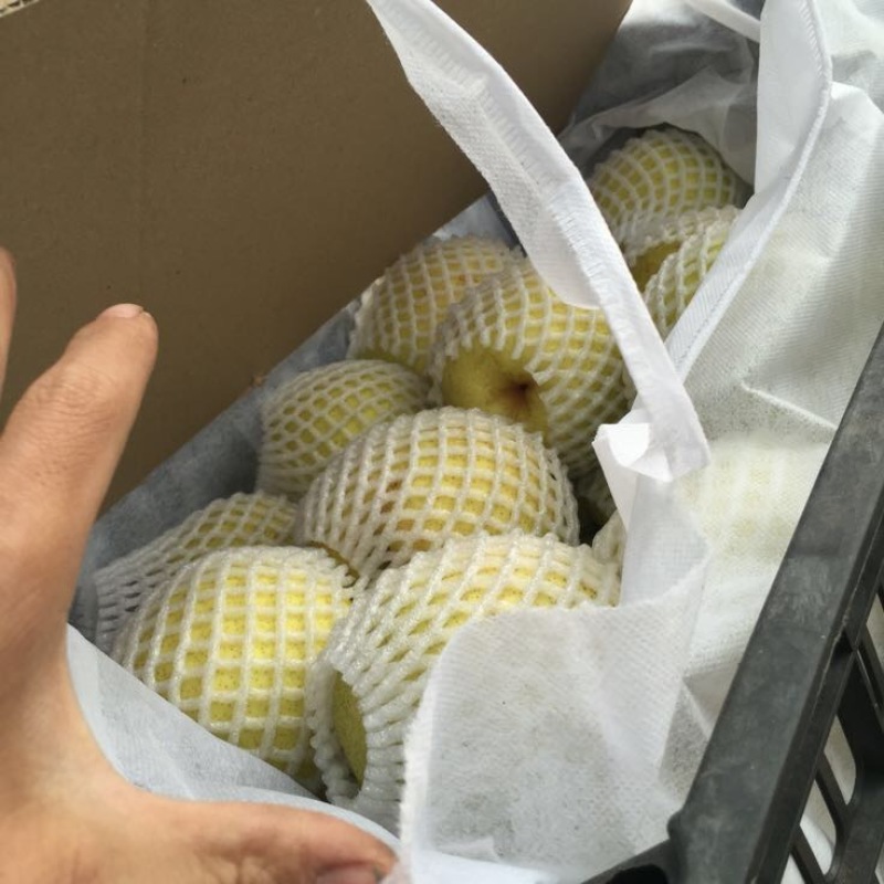 雪花梨纸袋250~300g大量上市山西吕梁文水雪梨