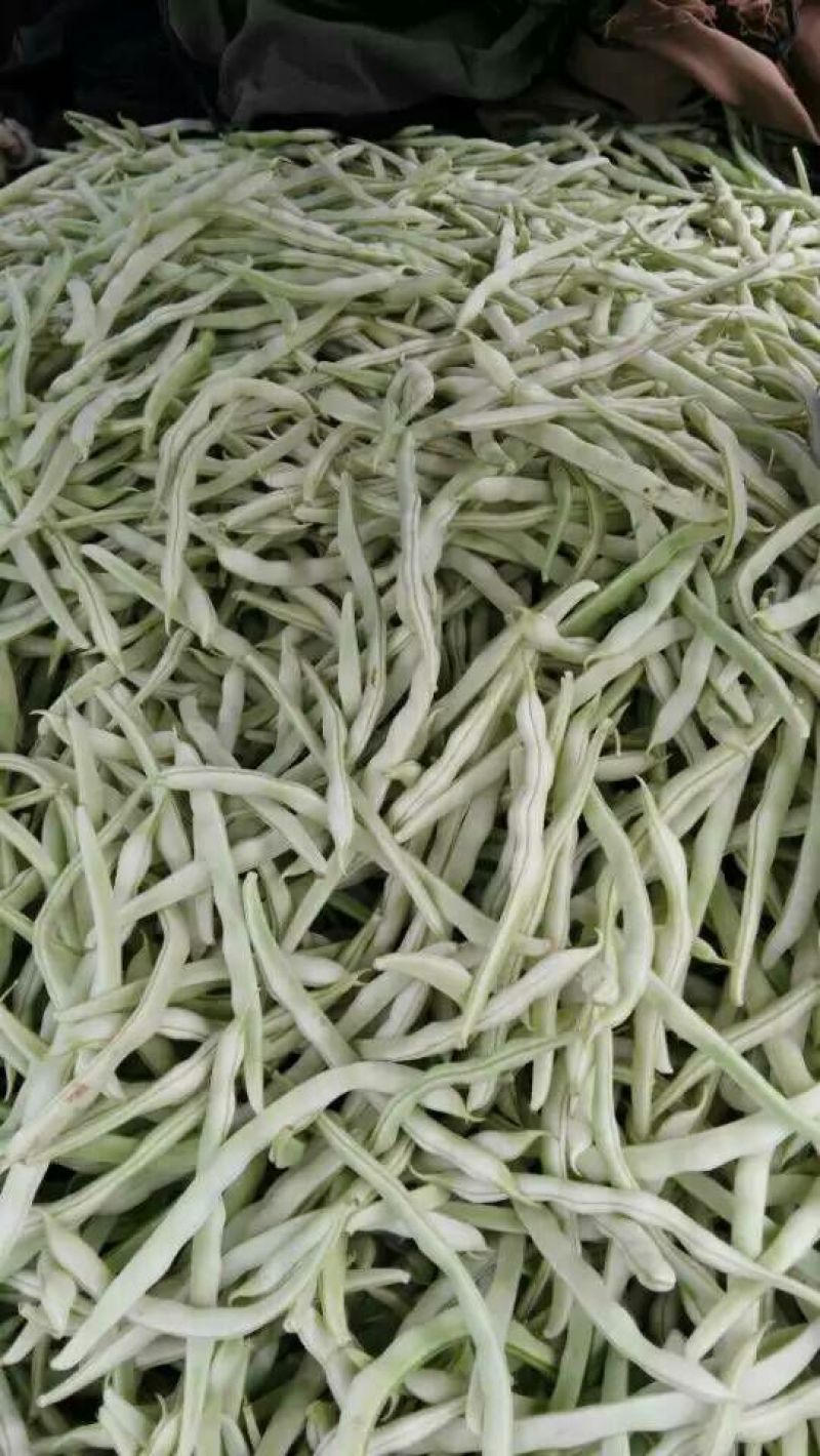 白芸豆，白不老18cm以上，九粒白芸豆大量供应中