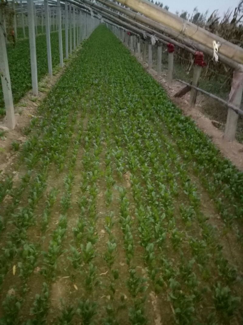 菠菜10~15厘米