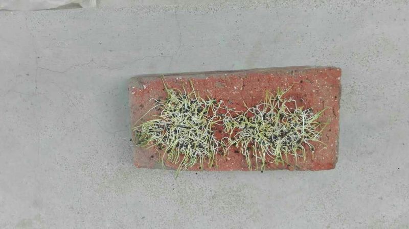 紫皮洋葱种子80%以上