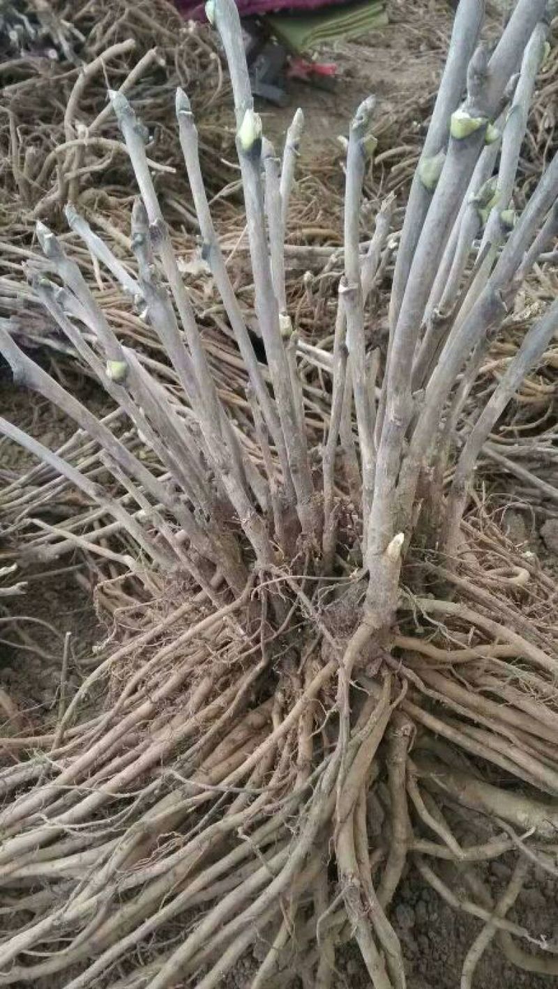 牡丹杂色品种一至五年苗