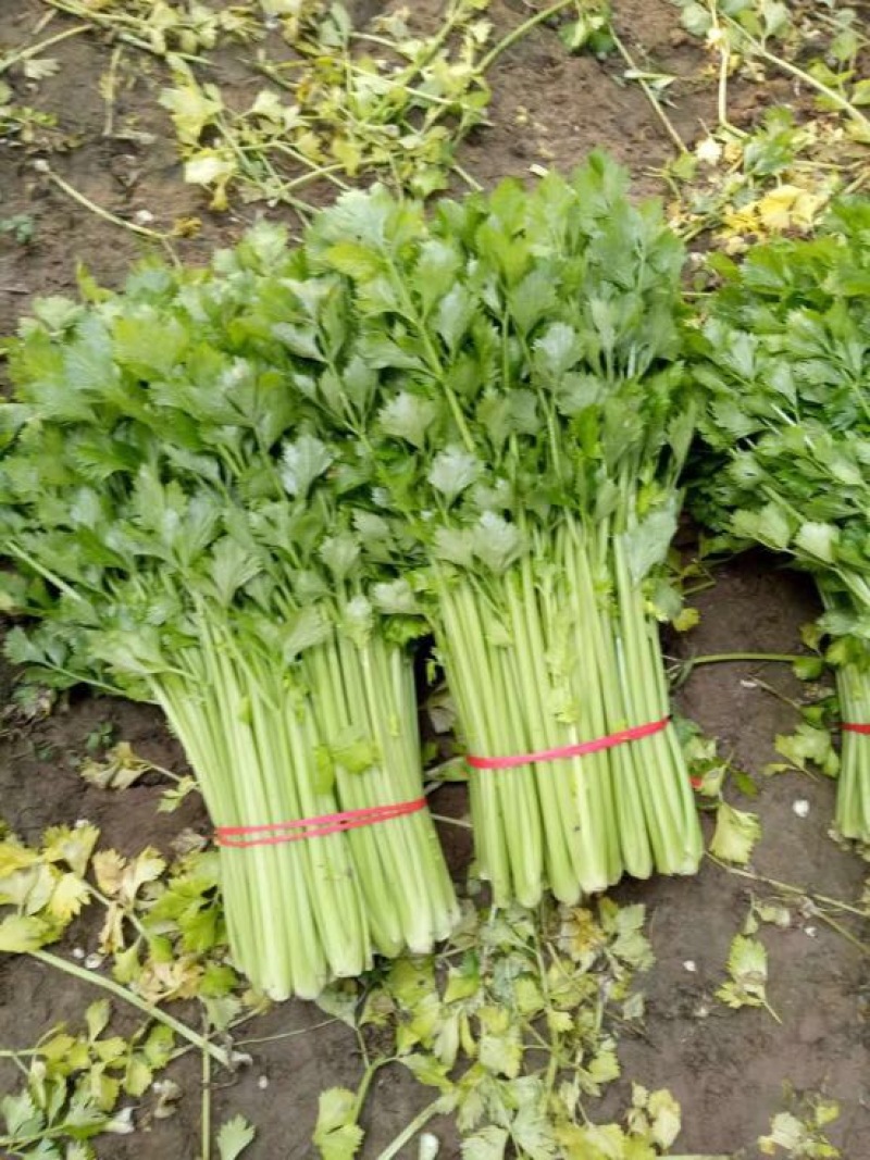法国皇后芹菜