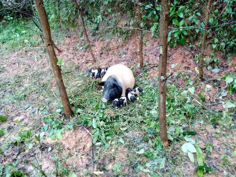 巴马香猪漳浦县南浦乡特色小型猪种开顺家庭农场