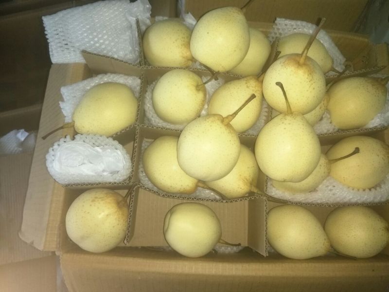 皇冠梨250~300g纸袋