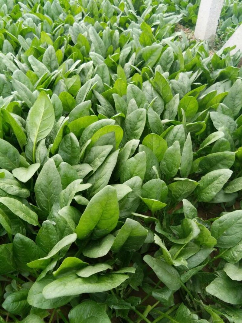 名门菠菜25~30厘米