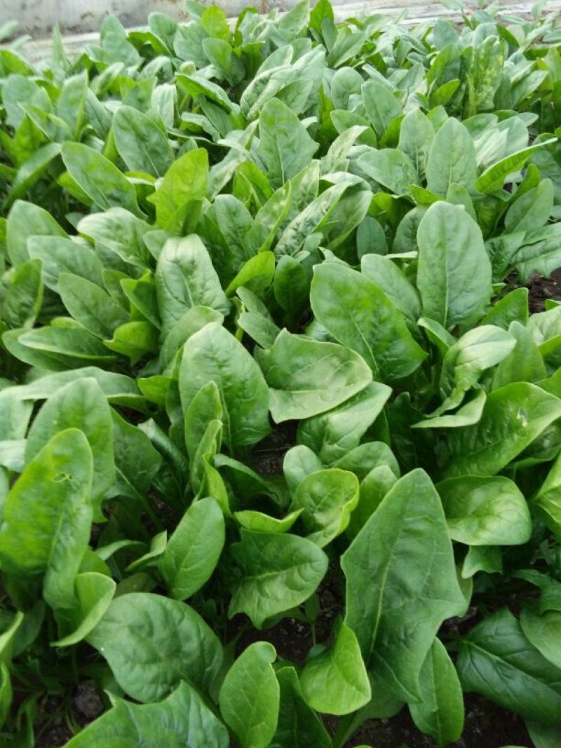 大叶菠菜25~30厘米