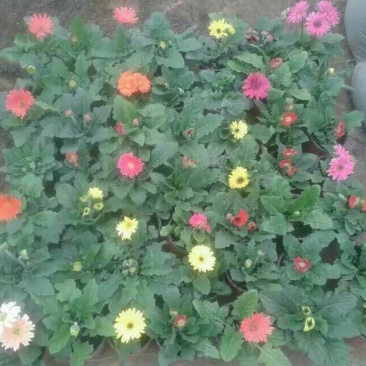 非洲菊