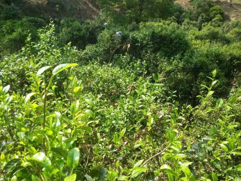 百年大树茶
