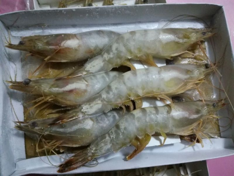 青虾食用13~15只/kg