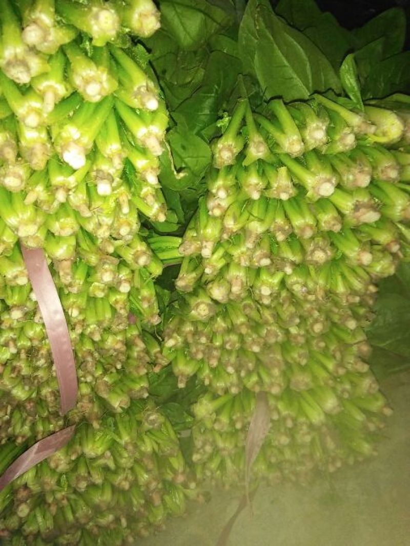 越冬菠菜25~30厘米