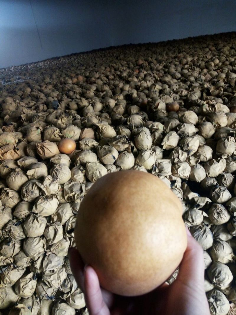 晚秋黄梨300~350g纸袋
