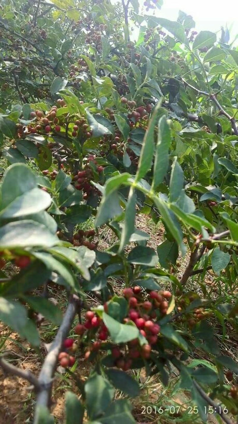 花椒苗1~2年