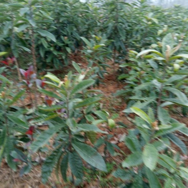 枇杷树苗20~30cm