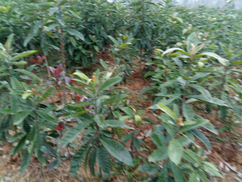 枇杷树苗20~30cm