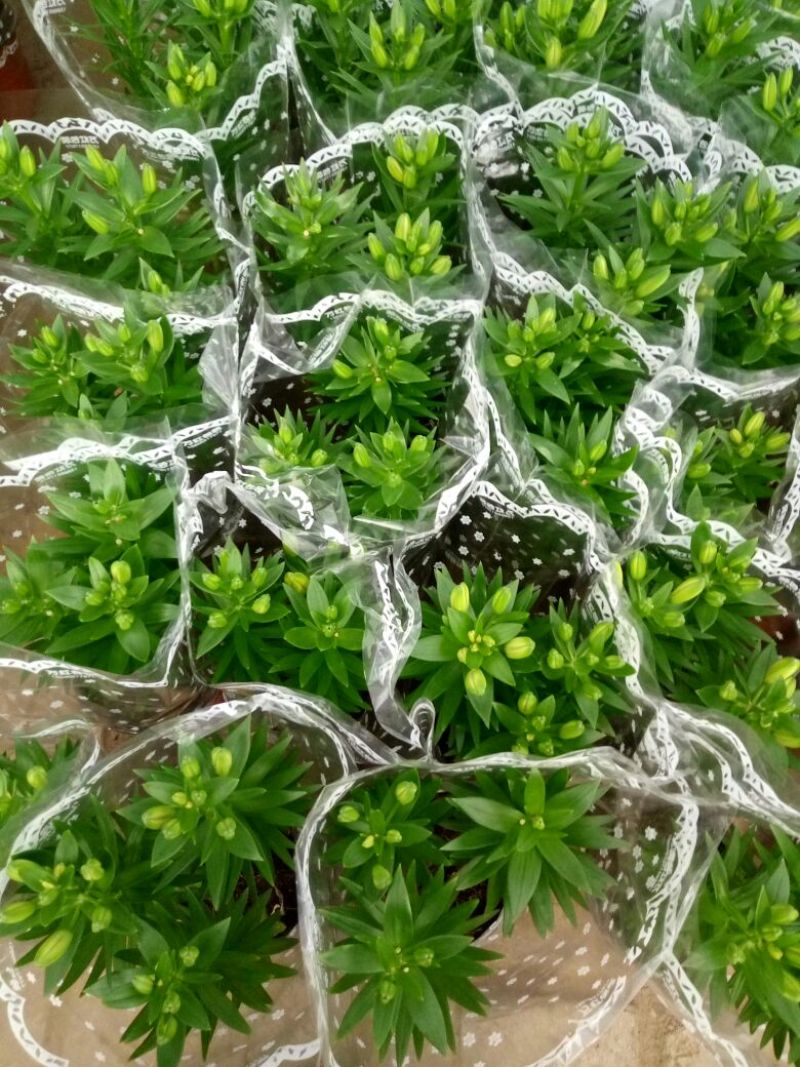 红掌