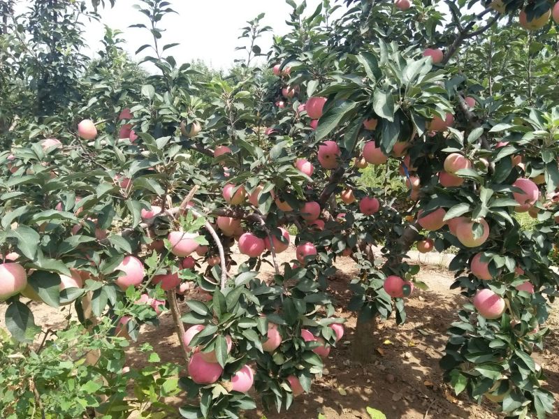 膜袋红星苹果纸袋红星苹果产地大量批发价格