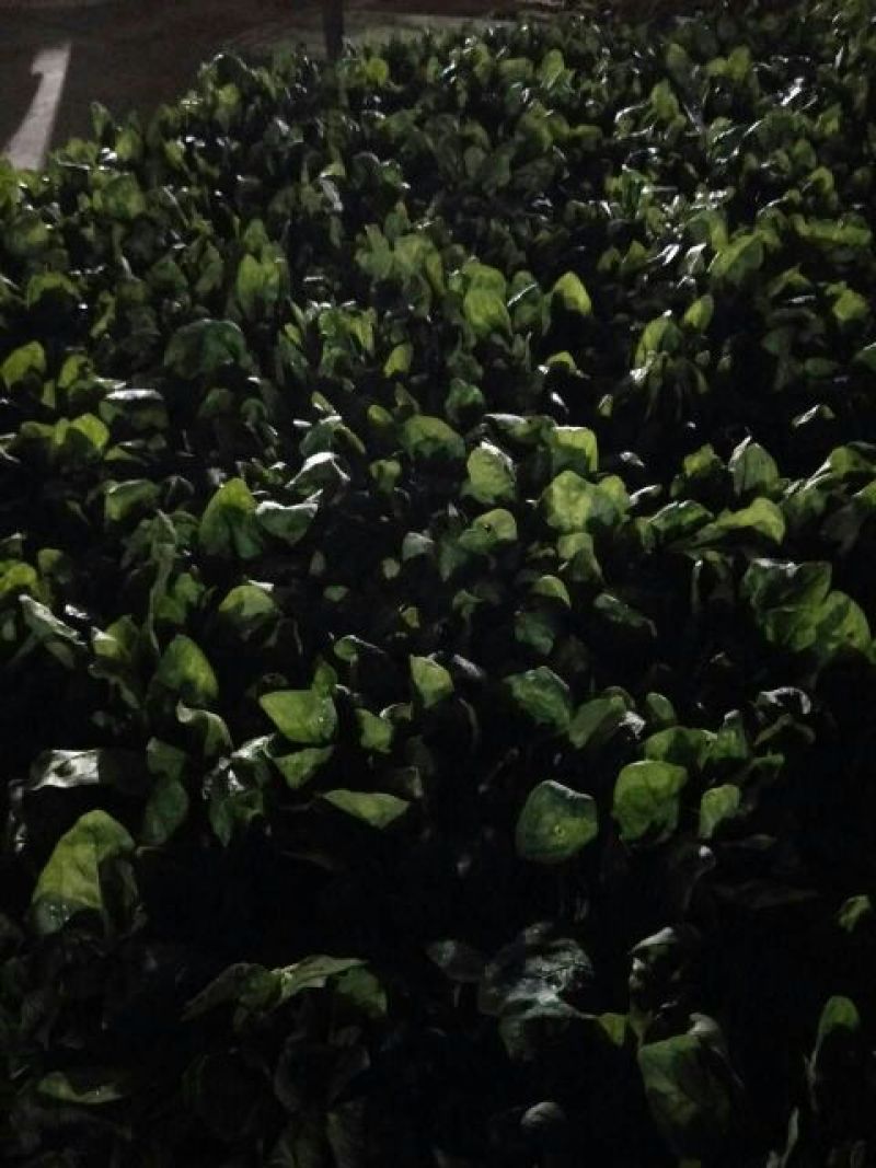 小叶菠菜20~25厘米