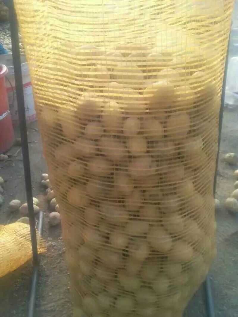 荷兰十五黄心黄心小土豆1两以下，油炸专用小土豆