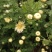 菊花茶
