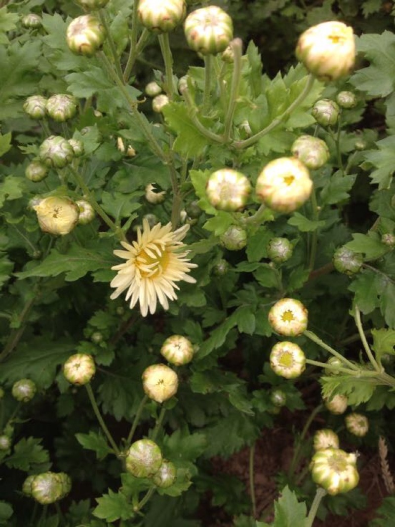 菊花茶