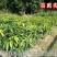 芒果苗1m以下带泥球带叶子发货