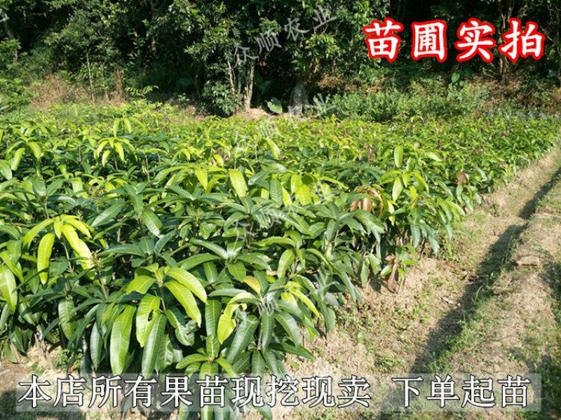 芒果苗1m以下带泥球带叶子发货