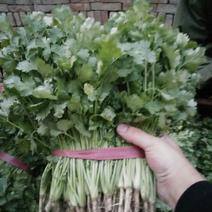 大叶香菜10~15厘米以上