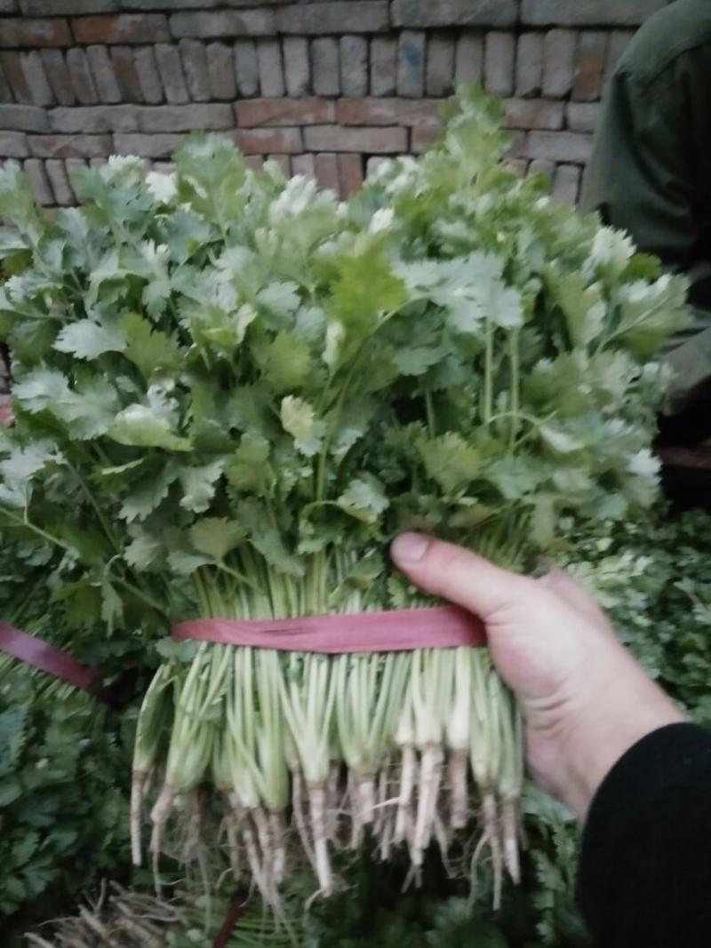 大叶香菜10~15厘米以上