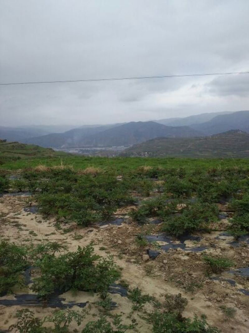 岷当归