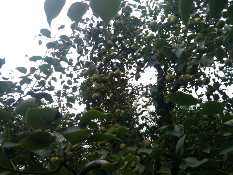 砀山梨250~300g纸箱