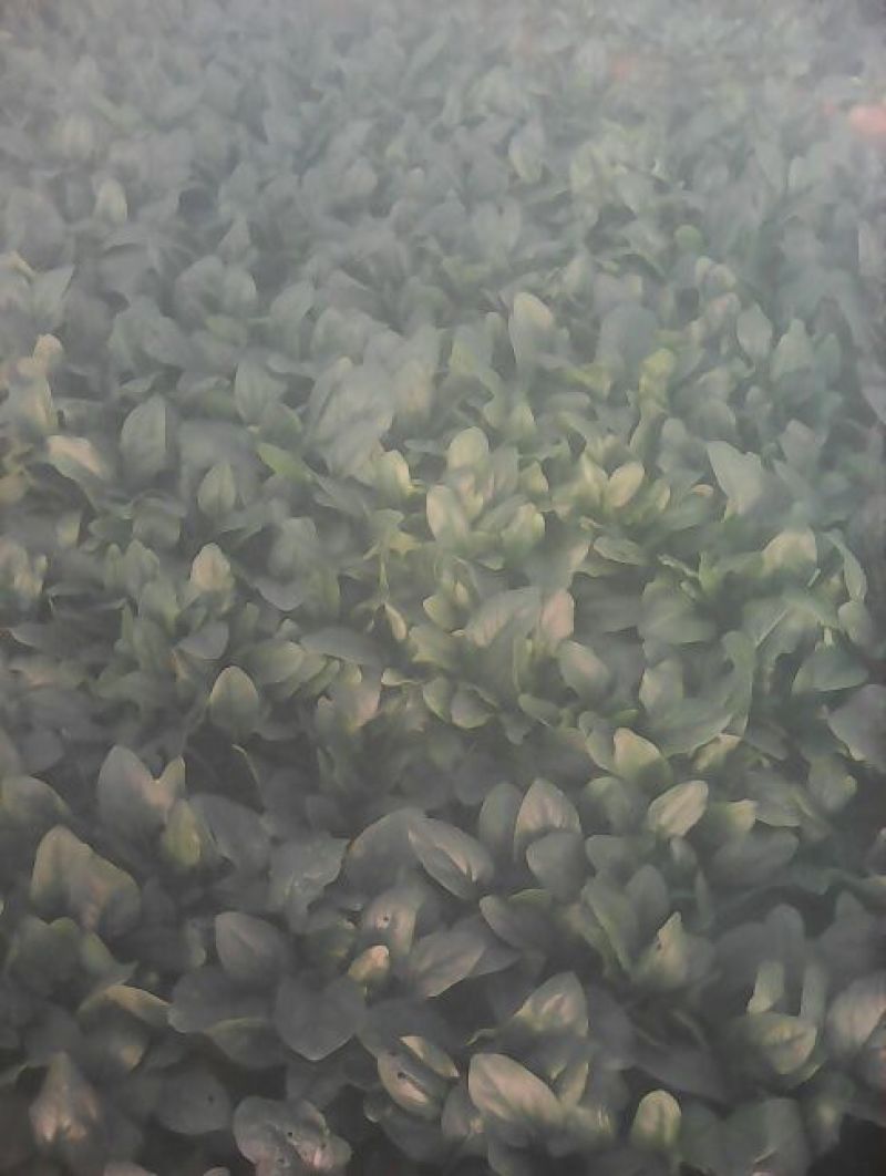 全能菠菜