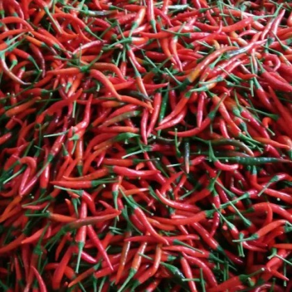 云南红河州石屏县小米辣 5~10厘米 红批发_徐