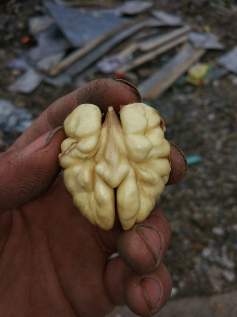 核桃去皮通货，大优一号，盐源早一号，大量上市