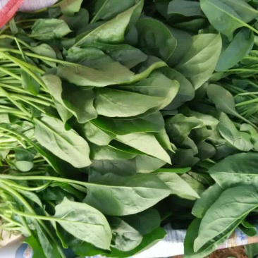 大叶菠菜30~35厘米