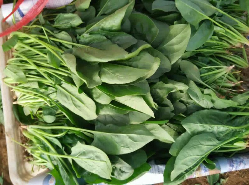 大叶菠菜30~35厘米