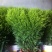 黄莺草50~100cm