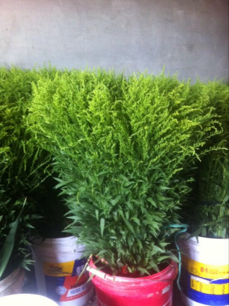 黄莺草50~100cm