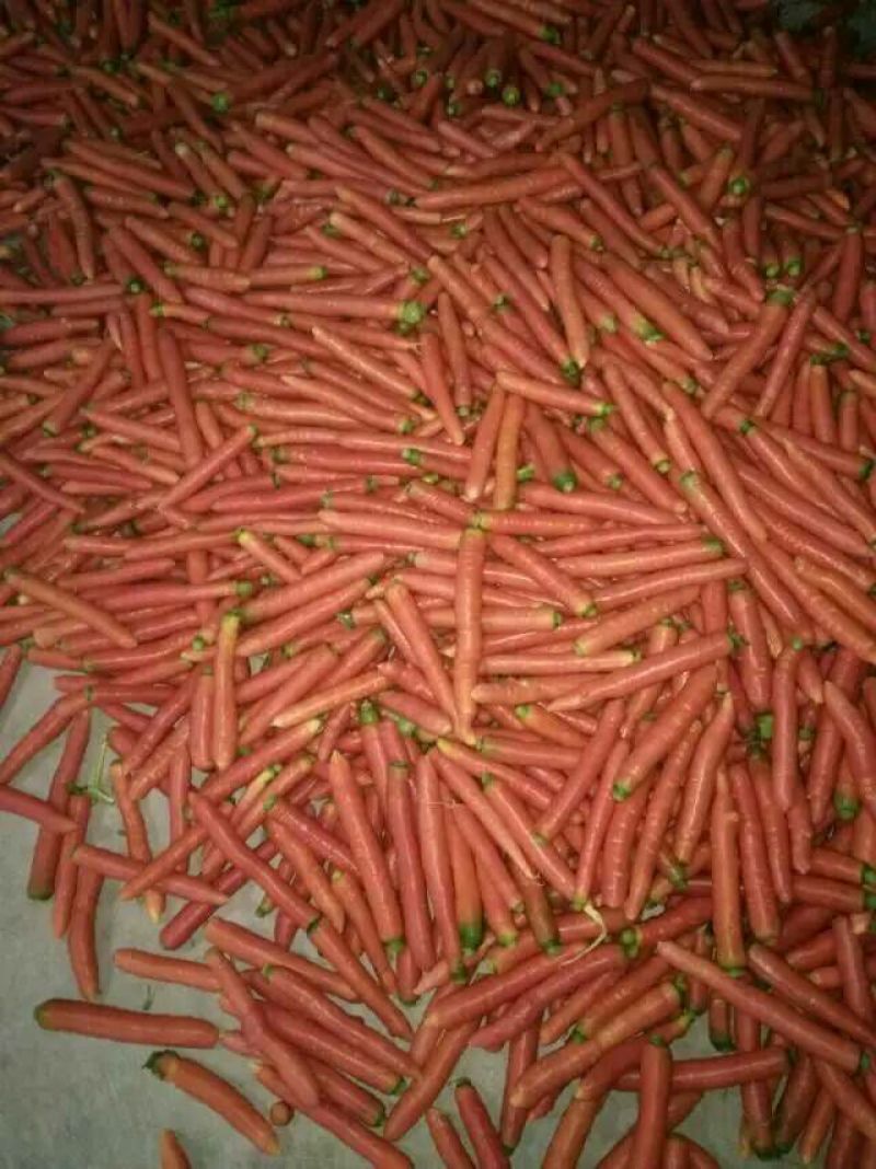 红皮萝卜0.2~1斤起