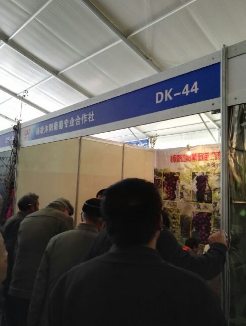 出售3～5厘米占地户太八号葡萄树保证树苗成活率