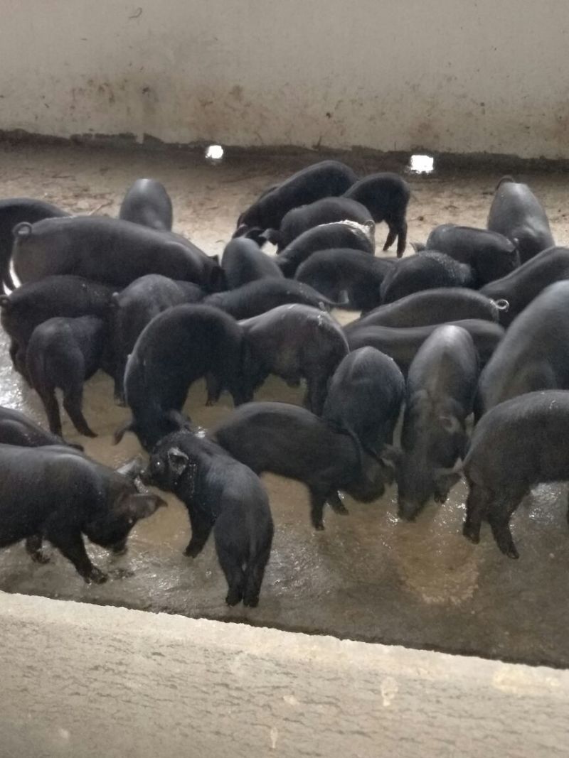 黑猪肉食用后腿肉未加工