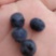 蓝莓4~6mm以上