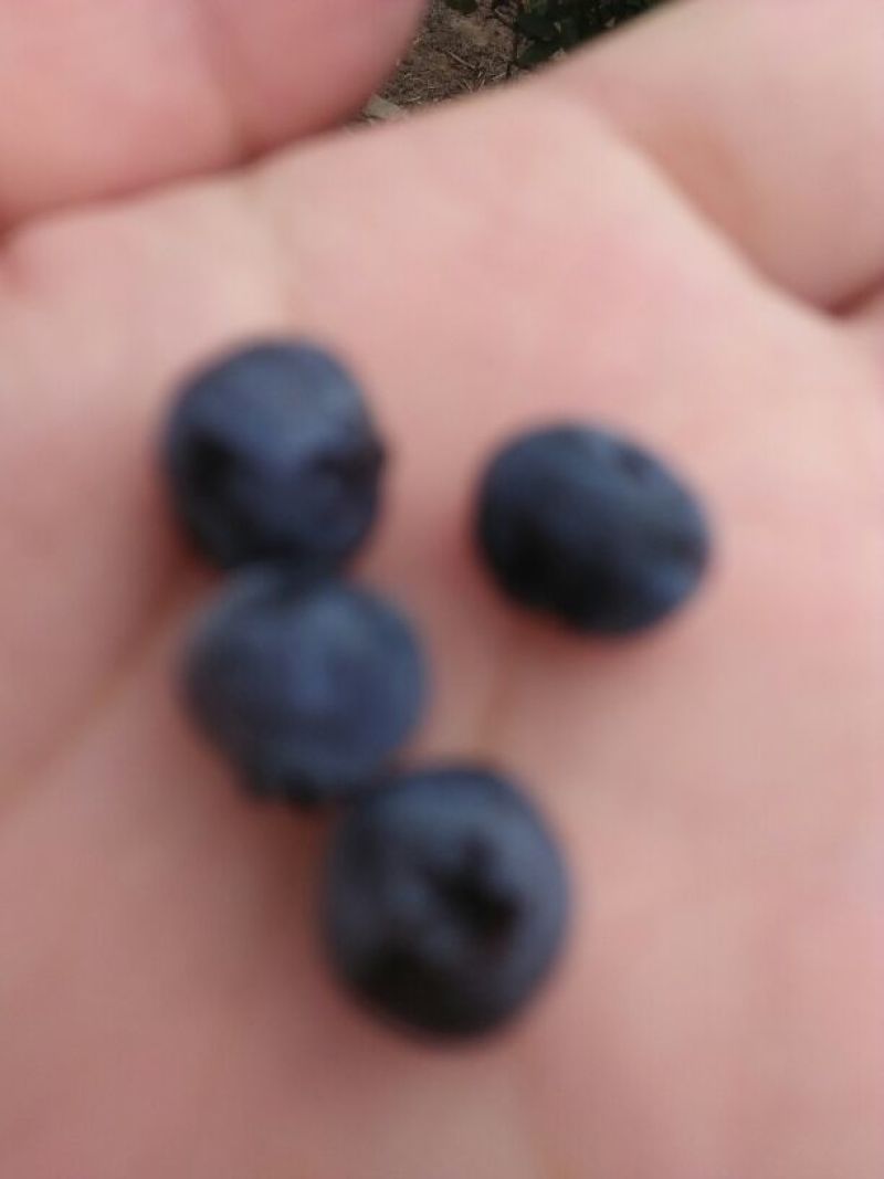蓝莓4~6mm以上