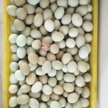 绿壳鸡蛋食用40~50g