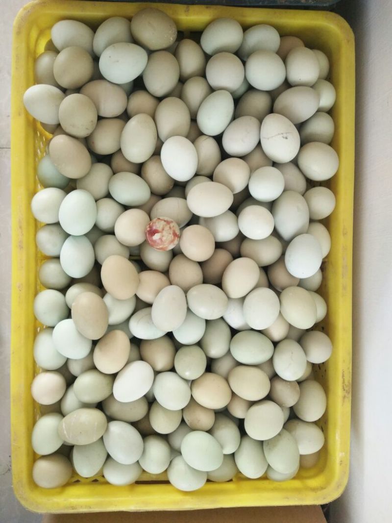 绿壳鸡蛋食用40~50g