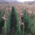 长寿仁甜脆豌豆云南丽江大青豌豆单花单荚