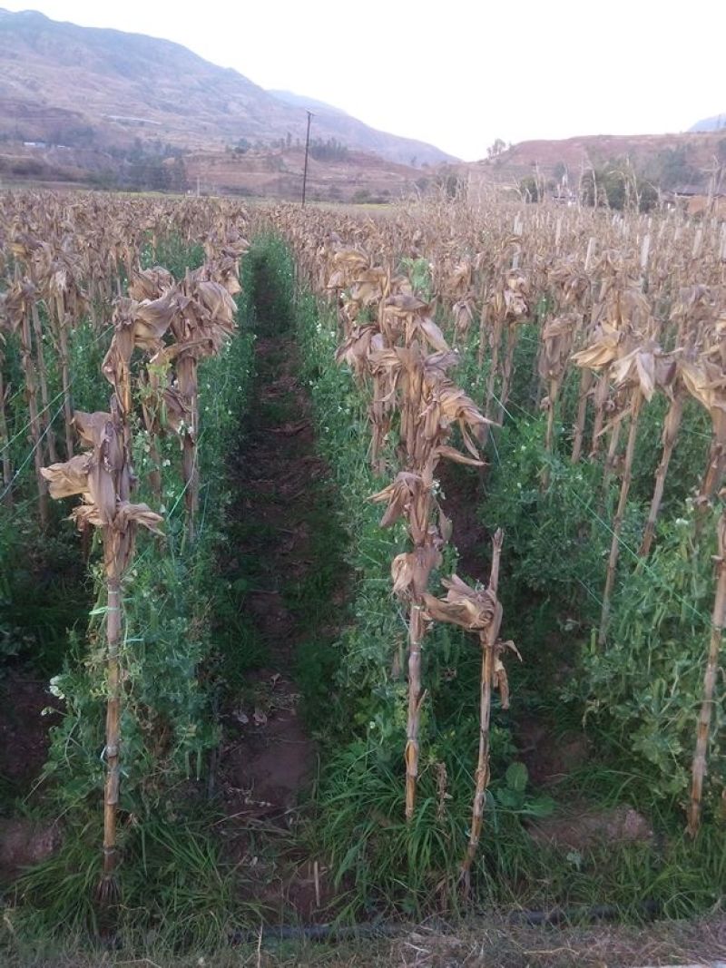 长寿仁甜脆豌豆云南丽江大青豌豆单花单荚
