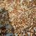 榆耳灵芝菌产地直供食用菌干货山东鱼台羊肚菌