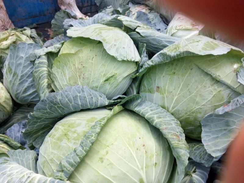 供应山东菏泽京丰甘蓝，包菜，平包供应经纪人一手货源，