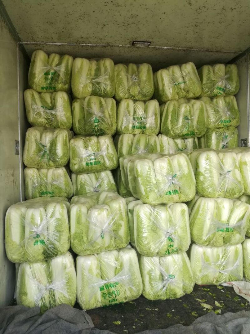 山东滕州黄心大白菜，北京新三号白菜，大量上市